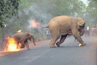 এই ছবির নেপথ্যের কাহিনী জানেন, বিশ্বে ঝড় তুলেছে বাঙালির তোলা ছবি