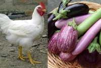 চাঁদপুরে মুরগির দাম কেজিতে বেড়েছে একশ টাকা! চাঁদপুরে মুরগির দাম কেজিতে বেড়েছে একশ টাকা!