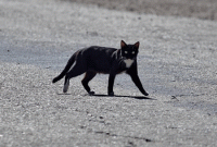 কালো বিড়াল রাস্তা ‘কাটলে’ সবাই দাঁড়িয়ে পড়ে কেন ? কারণ অবাক করার মতো