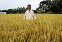 চারদিকে সোনালী ধানের মৌ মৌ গন্ধে মুখরিত পলাশ