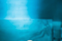 ‘পোস্টমর্টেম’কে বাংলায় কেন ‘ময়না তদন্ত’ বলে! কারণ জানেন ?