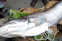 আত্রাই নদে ধরা পড়ল ১২ কেজির বোয়াল!