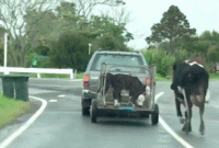 হৃদয় বিদারক দৃশ্য, সন্তানকে নিয়ে যাচ্ছে কসাই, সাথে সাথে দৌড়াচ্ছে মা