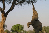 সন্তানকে বাঁচাতে চিতাবাঘের যে করুণ পরিণতি করল মা হাতি!