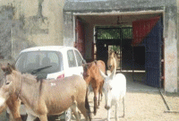 গাছ খাওয়ায় ৮ গাধার জেল