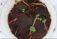 'মঙ্গলের মাটি'তে জন্ম নিল পোকা! চাষ-আবাদের অধ্যায় শুরু!