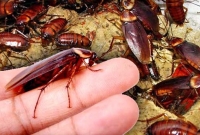 যে কারণে শতশত জীবন্ত তেলাপোকা নিয়ে বিমানে দম্পতি