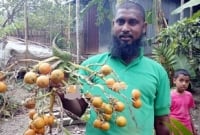 বাড়ির আঙিনায় বছরে ৭ কোটি টাকা