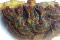  সিরাজগঞ্জে গরুর মাংসের টুকরায় ‘আল্লাহ’ লেখা!