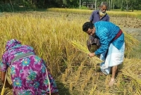 কৃষকদের সঙ্গে নিজ হাতে ধান কেটে আলোচনায় এমপি জগলুল!