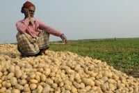 বাজারে ব্যাপক ধস, হঠাৎ আলুর দাম ১ টাকা থেকে দেড় টাকা!