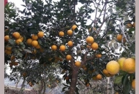 মাল্টার জেলা পিরোজপুর !