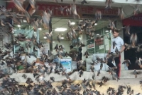  দিনে ২ হাজার শালিককে খাওয়ান তিনি!