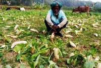 সবজি খাচ্ছে গরু-ছাগল! যশোরে মুলার কেজি ২৫ পয়সা