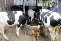 চাকরি ছেড়ে খামারে সফল সোনাতলার রুবেল