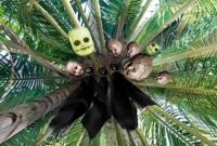 ভুলেও নারকেল গাছ কাটবেন না! কারণটা জানলে চমকে উঠবেন