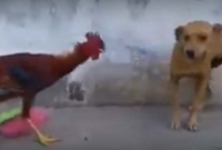 কুকুরকে তাড়িয়ে এলাকা ছাড়া করল মোরগ!