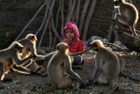 শিশুর সাক্ষাৎ পেতে ৪০০ কিমি পাড়ি বানর দলের!