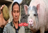 শুকরের জন্যই একরাতে কোটিপতি হলেন এই ব্যক্তি! কীভাবে সম্ভব?