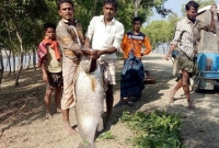 দেড় মণ ওজনের মাছটির দাম ২ লাখ টাকা!