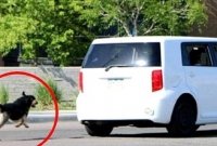   যে কারণে চলন্ত গাড়ির পিছনে ধাওয়া করে কুকুর