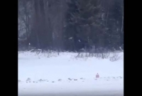 কানাডায় জঙ্গল থেকে ভেসে আসছে রহস্যময় শব্দ