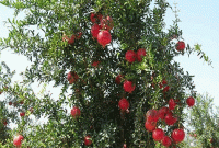 এক ফলে 'শত' রোগের ওষুধ