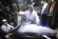 দৈত্যাকৃতি এই মাছের দাম মাছ আড়াই কোটি টাকা!