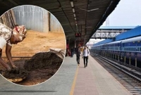 ৪২ কোটি টাকার গোবর কিনছে রেলওয়ে