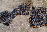 তীব্র গরমে অস্ট্রেলিয়ায় হাজার হাজার বাদুড়ের মৃত্যু!