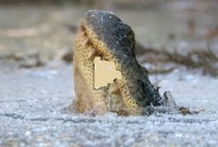  প্রচণ্ড ঠাণ্ডায় বরফ হয়ে যাচ্ছে কুমিরও!