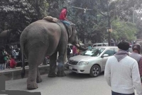 হাতি নিয়ে চাঁদাবাজি, অসহায় সাধারণ মানুষ!