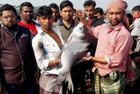 ৪০ কেজির কাতল মাছটির দাম ৬৫ হাজার টাকা