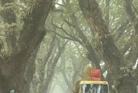 যশোর রোডের প্রায় আড়াই হাজার শতবর্ষী গাছ কি সত্যিই কেটে ফেলা হবে?