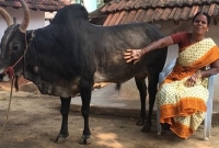 বিয়ে না করে বেছে নিলেন ষাঁড়কে!