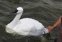  এবার লেকে ভাসল রোবট রাজহাঁস!