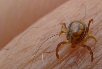  আসছে ভয়ঙ্কর জ্বর ‘সিসিএইচএফ’, চোখ থেকে রক্ত বেরিয়ে মৃত্যু!