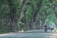 যশোর রোডের শতবর্ষী গাছ কাটা যাবে না: হাইকোর্ট