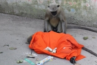 যে প্রতিবাদের সাহস মানুষেরও নেই!