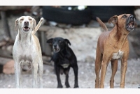 ৭ বছরের বালককে খুবলে খেল রাস্তার কুকুর ৭ বছরের বালককে খুবলে খেল রাস্তার কুকুর