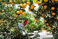 ৩১ হাজার শ্রমিক নেবে ইতালি, গেজেট প্রকাশ ৩১ হাজার শ্রমিক নেবে ইতালি, গেজেট প্রকাশ