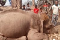 হাতীবান্ধায় ট্রাকের ধাক্কায় মারা গেল হাতি