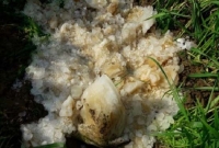 আকাশ থেকে পড়ল মল, মানুষ ভাবল ‘অমূল্য ধন’