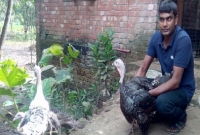 শার্শায় টার্কি খামারে স্বাবলম্বী রাজু