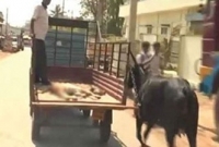  অবিশ্বাস্য দৃশ্যপট, হাসপাতাল পর্যন্ত বাছুরের পিছনে ছুটলো মা গরুটি