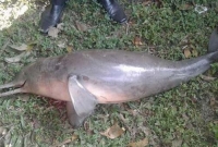 চট্টগ্রামের হালদা নদীতে ফের মৃত ডলফিন