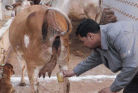 গোমূত্র থেকে তৈরি ওষুধ ব্যবহার শুরু করল ভারতের রাজ্য সরকার