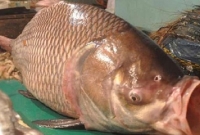 কাপ্তাই হ্রদে ধরা পড়ছে ২৭ কেজির কাতল, ২০ কেজির বোয়াল!