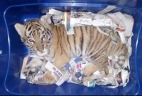 কুরিয়ারের প্যাকেট থেকে জ্যান্ত বাঘের বাচ্চা উদ্ধার করল পুলিশ!