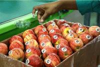 বিভিন্ন ফলের ওপর থাকা স্টিকারের কারণ কি জানেন?